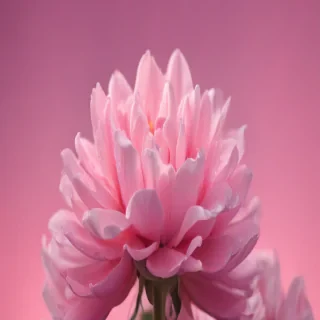 cute pink iphone wallpaper