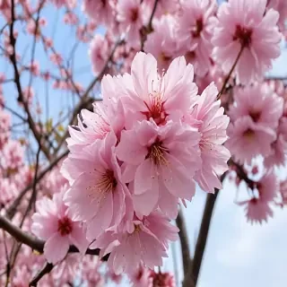 sakura flower