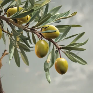 olive branch png