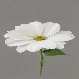 white flower transparent background