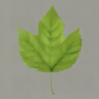 leaf png transparent