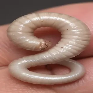ring worm images