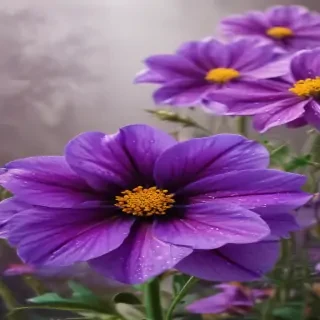background flower purple