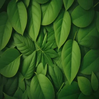background green leaves