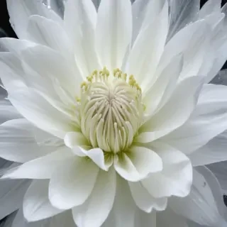 transparent white flower