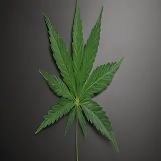 marijuana leaf