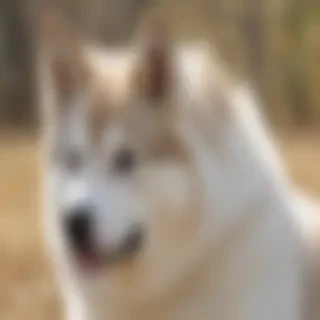 huskita dog breed