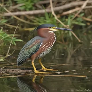 green heron