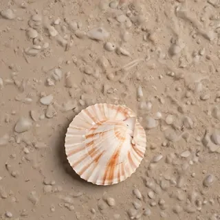 seashell png