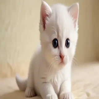 cute kitten wallpapers