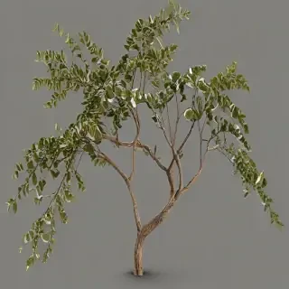 png branches