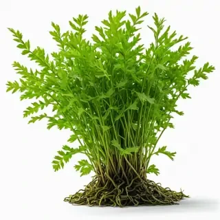 seaweed png