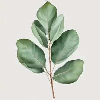 transparent eucalyptus clipart