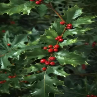 holly png