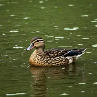 duck wallpaper