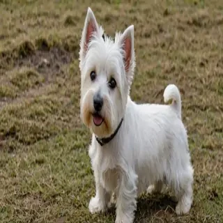 west highland terrier