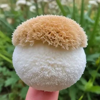 puffball mushroom