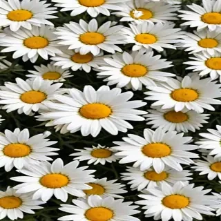daisies png