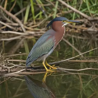 green heron