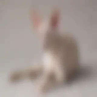 oriental shorthair breed