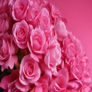 hot pink wallpaper for iphone