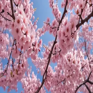cherry blossom background wallpaper
