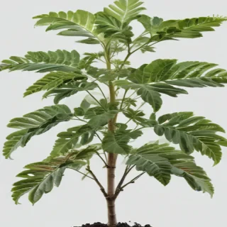 plant transparent background