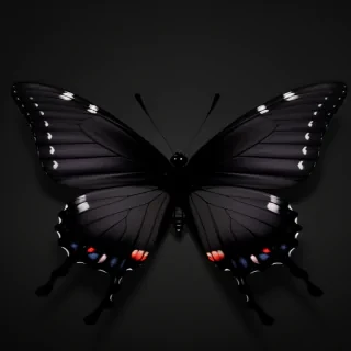 black butterfly wallpaper hd