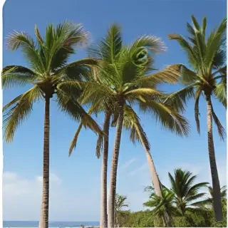 palm trees png