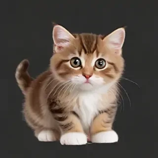 cat clipart transparent background