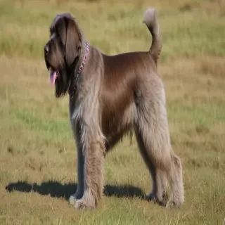 wirehaired pointing griffon