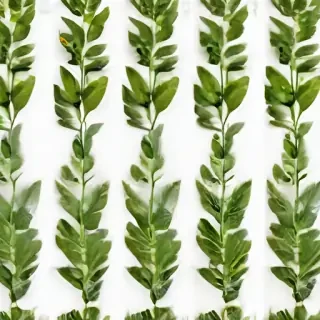 greenery png