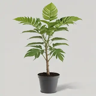 plant transparent