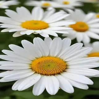 wallpaper daisy flower