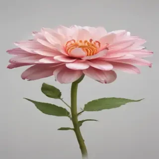 flower no background