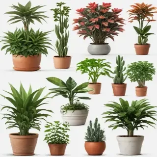 potted plants png