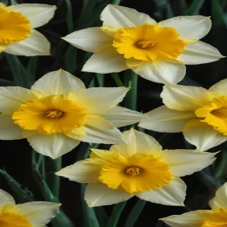 daffodil flower