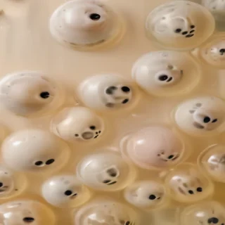 bubble tea background