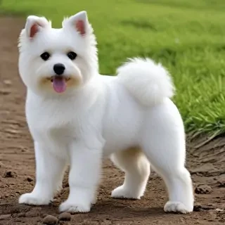 shollie dog breed