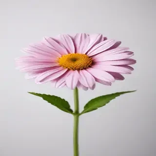 flower on white background
