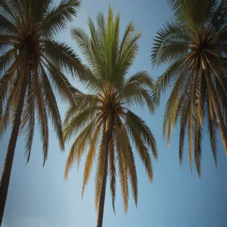 palm tree background