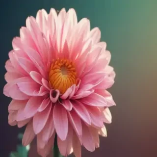 girly iphone backgrounds