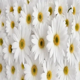 flower white background