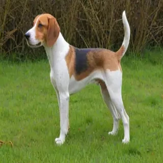 english foxhound