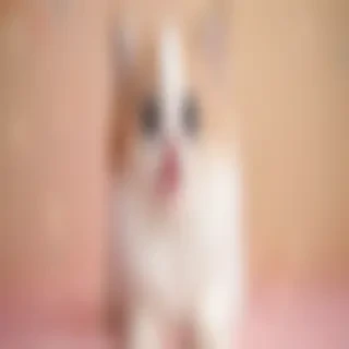 cute hd wallpaper for iphone