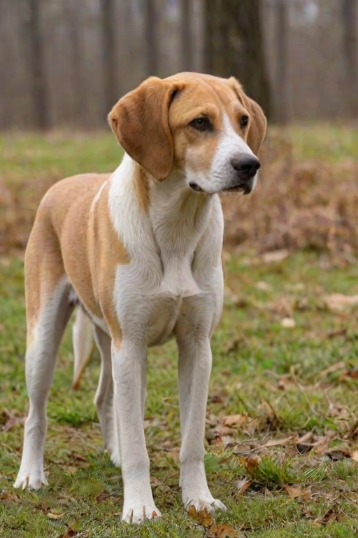 american lab foxhound