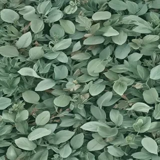 sage green aesthetic background