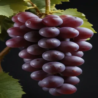 grapes png