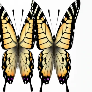 transparent butterfly png