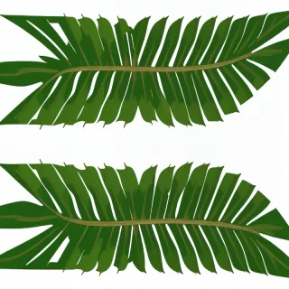 palm leaf png